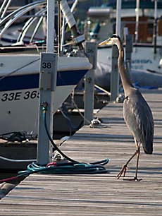 Heron BYC © 2006 ctLow